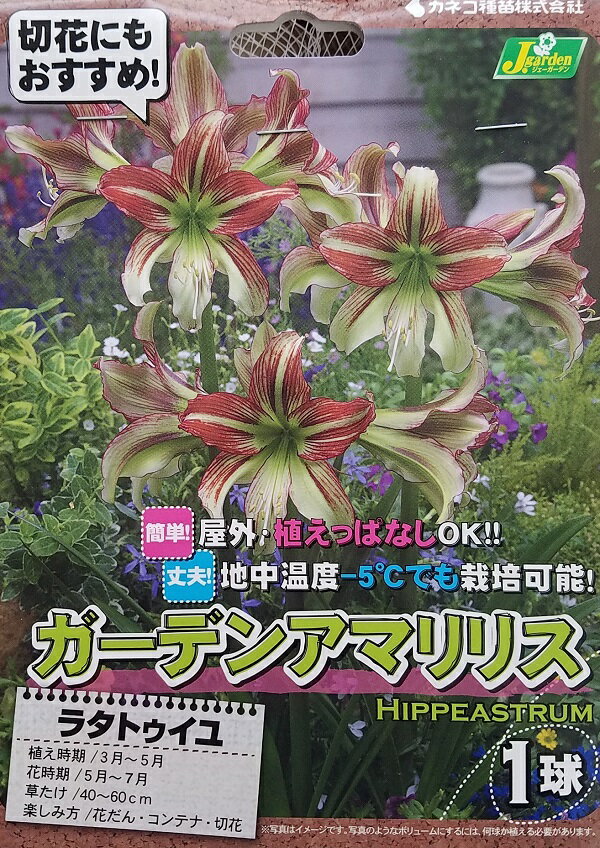 【花球根】ガーデンアマリリス（耐寒性ヒッペアストラム）ラタトゥイユ 1球入 カネコ種苗の球根のサムネイル