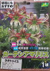 【花球根】ガーデンアマリリス（耐寒性ヒッペアストラム）ラタトゥイユ 1球入 カネコ種苗の球根