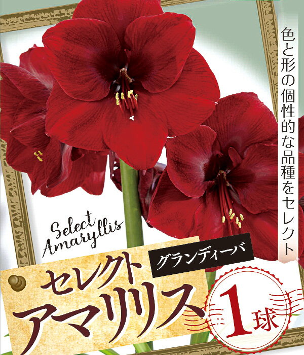 【花球根】セレクト アマリリス グランディーバ 1球入 カネコ種苗の球根のサムネイル