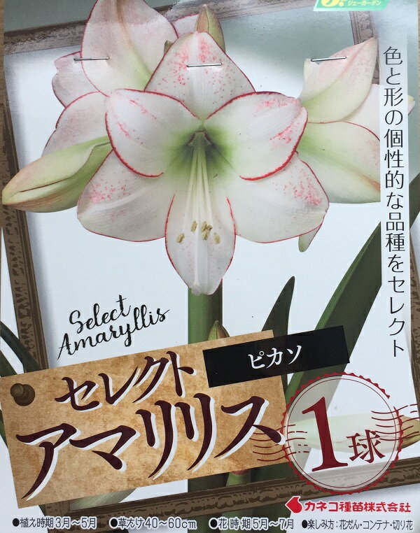 【花球根】セレクト アマリリス ピカソ 1球入 カネコ種苗の球根のサムネイル