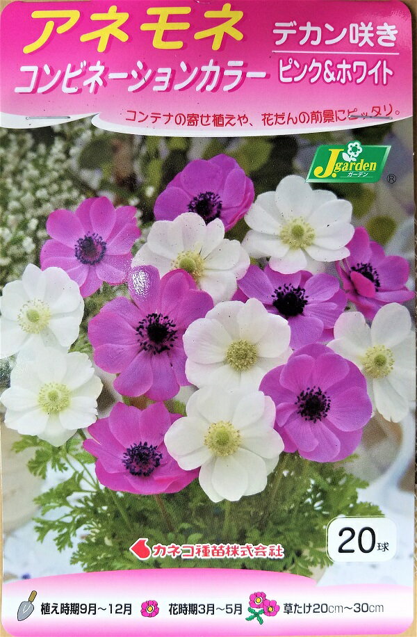 【花球根】アネモネ コンビネーションカラー デカン咲き ピンク＆ホワイト 20球入 カネコ種苗の球根 その1