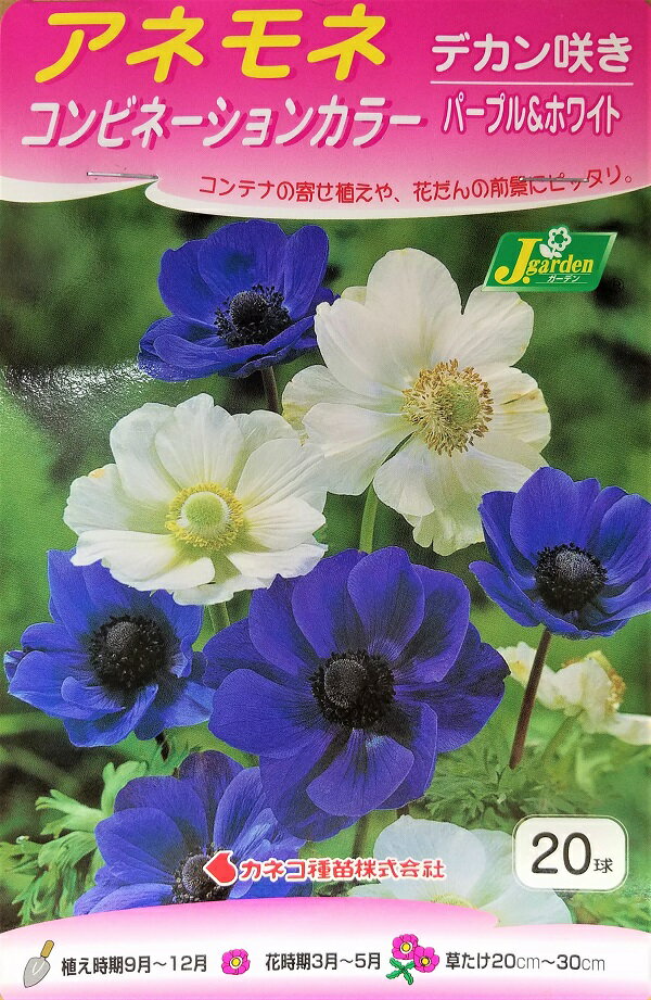 【花球根】アネモネ コンビネーションカラー デカン咲き パープル＆ホワイト 20球入 カネコ種苗の球根