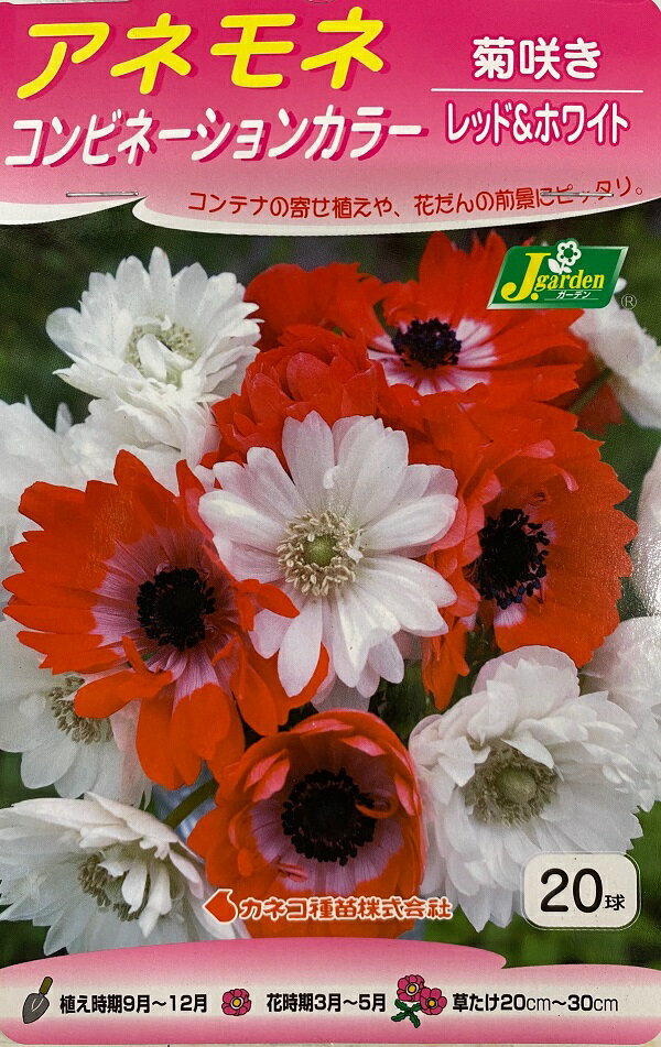 https://thumbnail.image.rakuten.co.jp/@0_gold/ivy-believe-happiness/00syouhingazou/kyuukon/kaneko/anemone/combination/kiku_red_white.jpeg