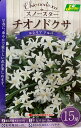 【花球根】スノースター チオノドクサ ルシリア アルバ 15球入 カネコ種苗の球根