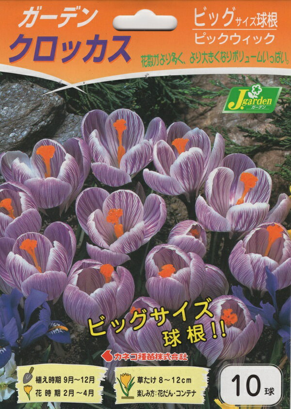 【花球根】ビッグサイズ球根 ガーデンクロッカス ピックウィック 10球入 カネコ種苗の球根