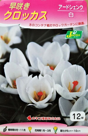 【花球根】早咲きクロッカス アードシェンク 12球入 カネコ種苗の球根のサムネイル