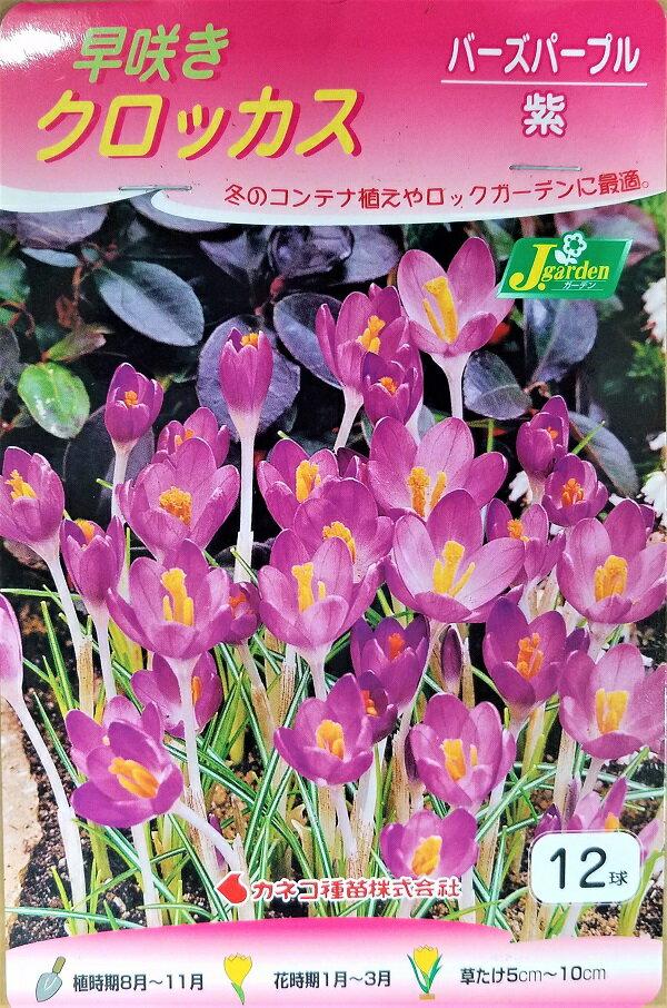 【花球根】早咲きクロッカス バーズパープル 12球入 カネコ種苗の球根