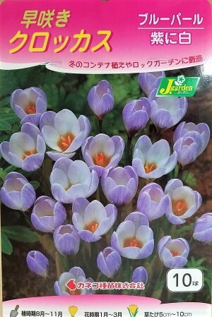 【花球根】早咲きクロッカス ブルーパール 10球入 カネコ種苗の球根のサムネイル
