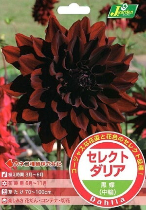 【花球根】セレクト ダリア 黒蝶（中輪）1球入 カネコ種苗の球根のサムネイル
