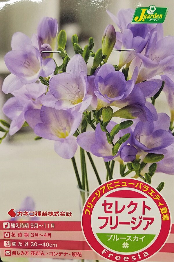 【花球根】セレクトフリージアブルースカイ 紫 5球入カネコ種苗の球根のサムネイル