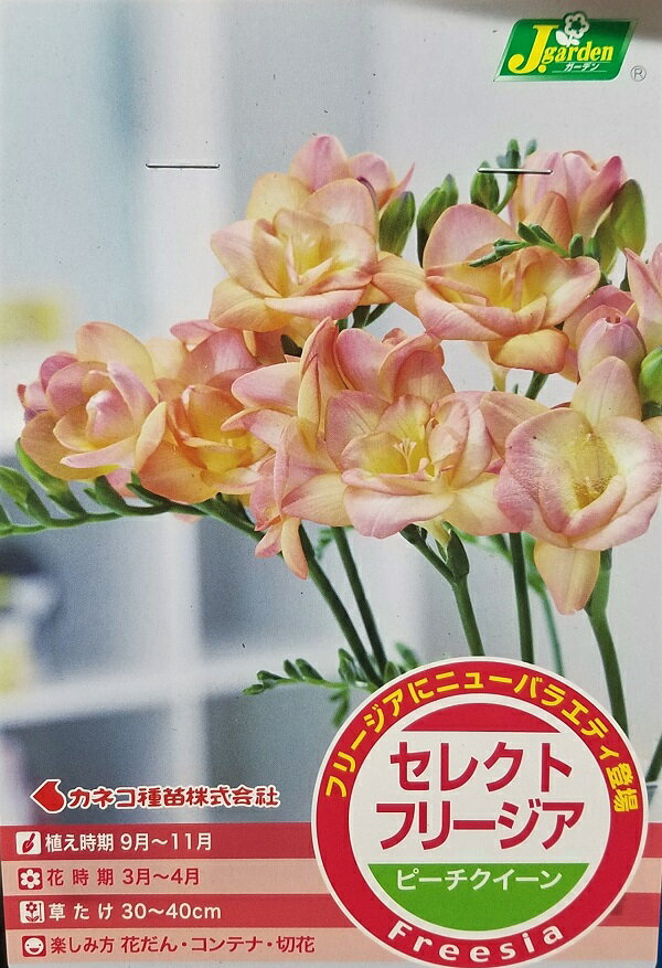 【花球根】セレクトフリージアピーチクイーン 5球入カネコ種苗の球根のサムネイル