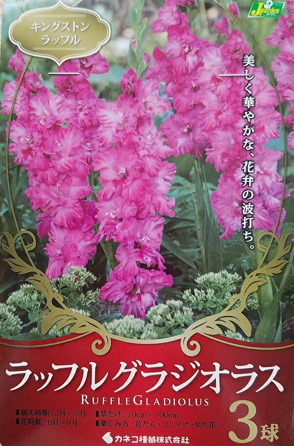 【花球根】ラッフル グラジオラス キングストン ラッフル 3球入 カネコ種苗の球根のサムネイル