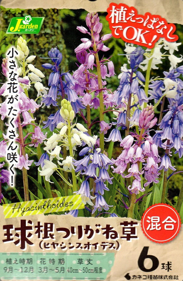 【花球根】球根つりがね草(ヒヤシンスオイデス)混合 6球入カネコ種苗の球根のサムネイル