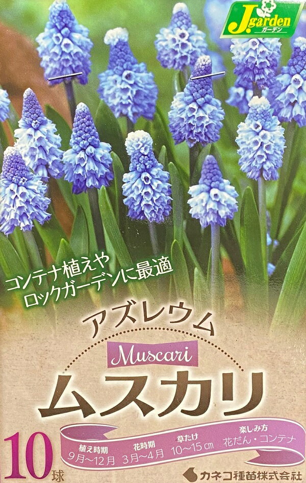 【花球根】ムスカリ アズレウム 10球入カネコ種苗の球根