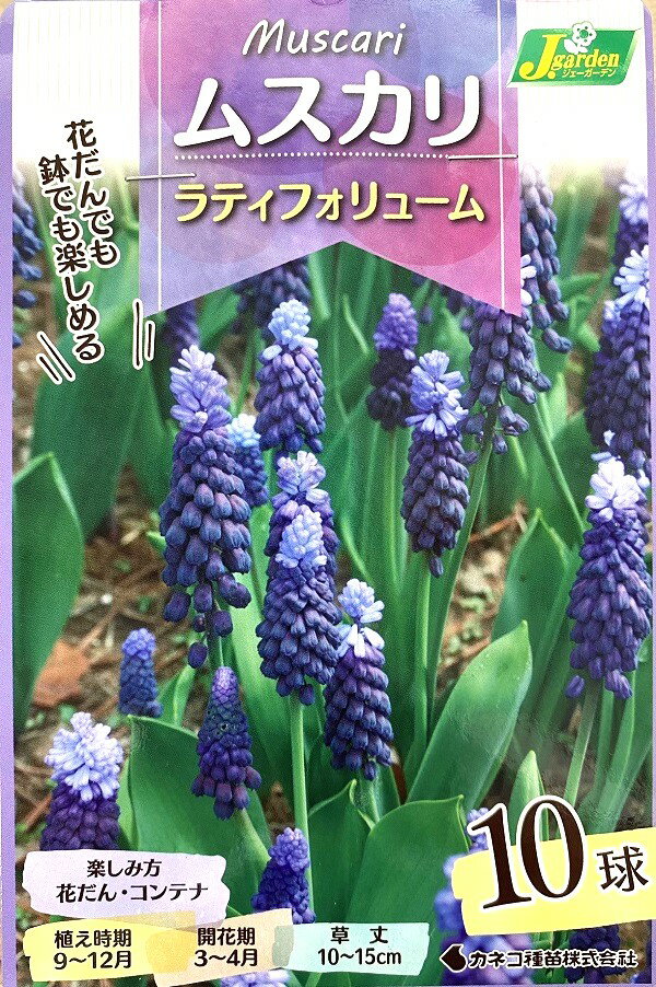 【花球根】ムスカリ ラティフォリューム 10球入 カネコ種苗の球根