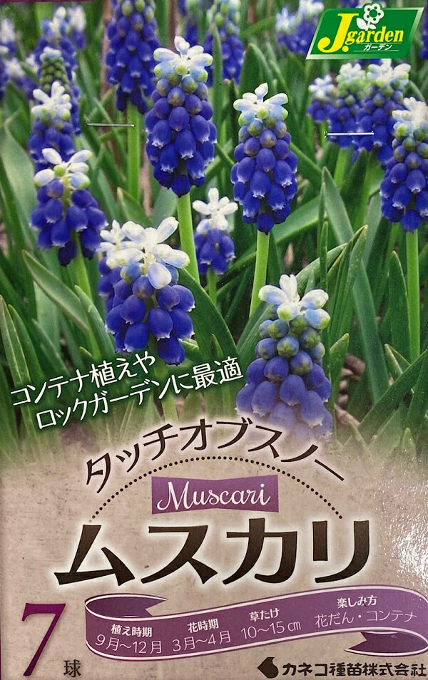 【花球根】ムスカリ タッチオブスノー 7球入 カネコ種苗の球根