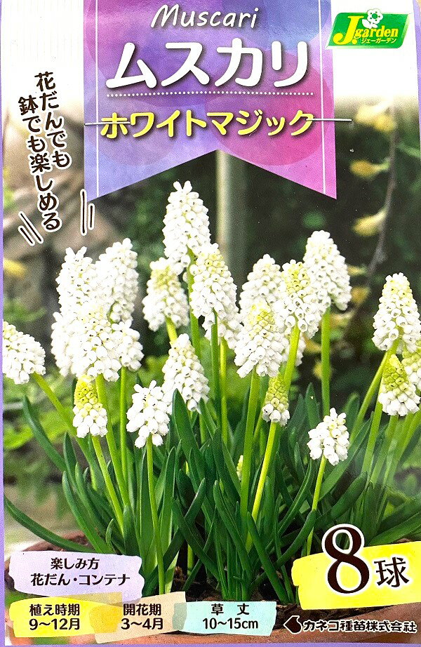 【花球根】ムスカリ ホワイトマジック 8球入 カネコ種苗の球根のサムネイル