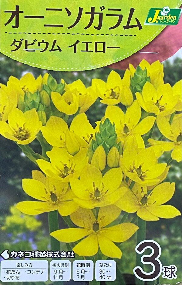 【花球根】オーニソガラム ダビウム イエロー 3球入 カネコ種苗の球根のサムネイル
