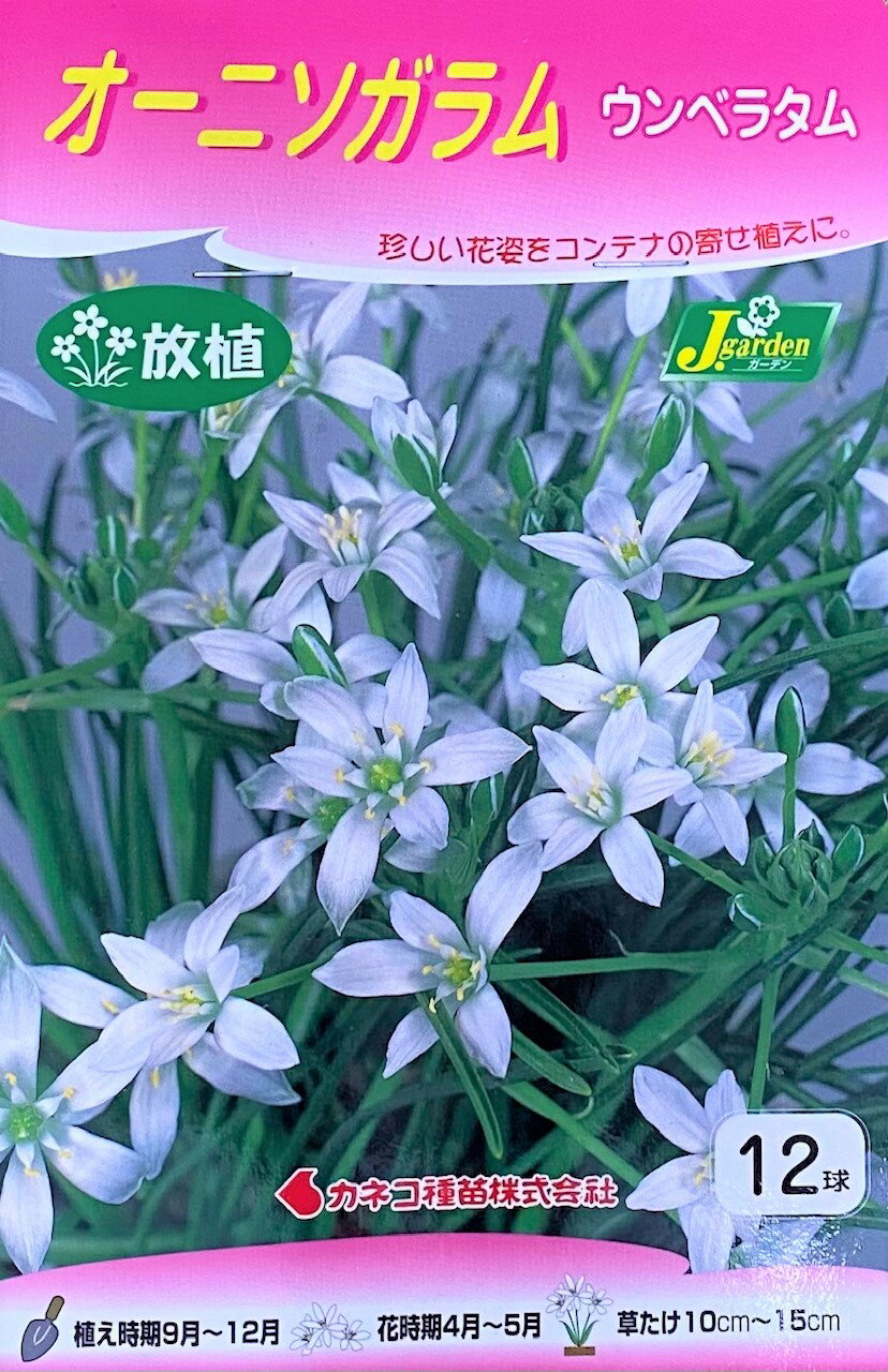 【花球根】オーニソガラム ウンベラタム 12球入 カネコ種苗の球根のサムネイル