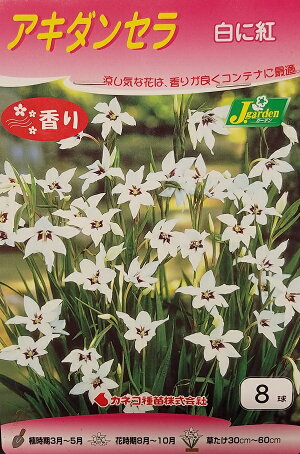 【花球根】アキダンセラ 白に紅 8球入 カネコ種苗の球根