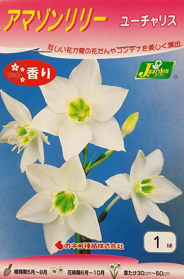 【花球根】アマゾンリリー ユーチャリス 1球入 カネコ種苗の球根のサムネイル