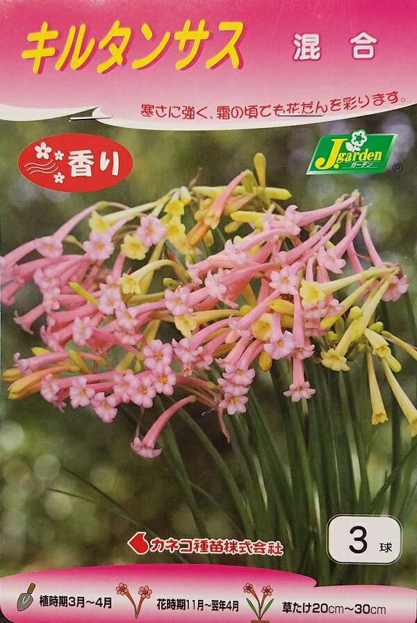 【花球根】キルタンサス 混合 3球入 カネコ種苗の球根のサムネイル