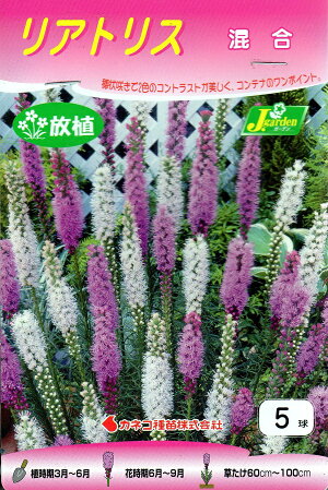 【花球根】リアトリス 混合 5球入 カネコ種苗の球根のサムネイル