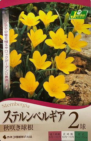 【花球根】ステルンベルギア 2球入 カネコ種苗の球根のサムネイル