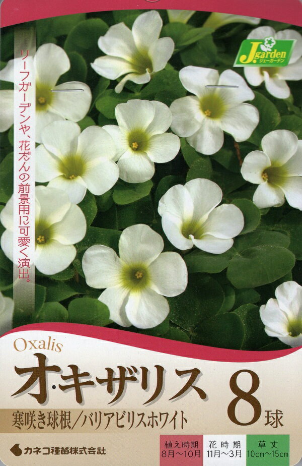 【花球根】オキザリス バリアビリス ホワイト 8球入 カネコ種苗の球根