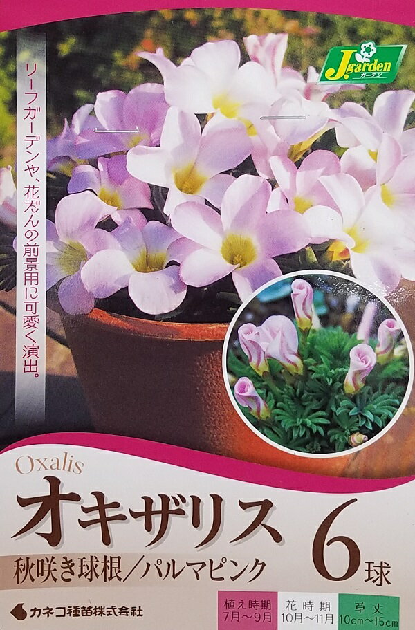 【花球根】オキザリス パルマピンク 6球入 カネコ種苗の球根