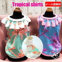 y[֖zyhbOEFAzy̕zTropical shirtsgsJ@tW@^bZ@^Ngbv@m[X[u@