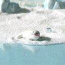 <レジン製 ミニチュア アザラシ 海の仲間 ジオラマ>あざらし(白)(レジン製)<ミニチュア小物 ガラス細工><ガラス細工 ファニチャー>【ギフト プレゼント ...