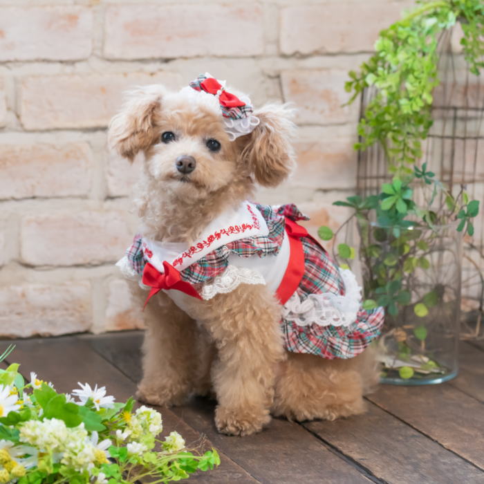 1日限定11％オフクーポン配布中　犬服 夏 セーラー SALE セール 犬の服 【きゃんナナ】タータンチェックセーラーカラーワンピース SS-Lサイズ ペットウェア プードル チワワ CANNANA キャンナナ きゃんなな レッド グリーン チェック