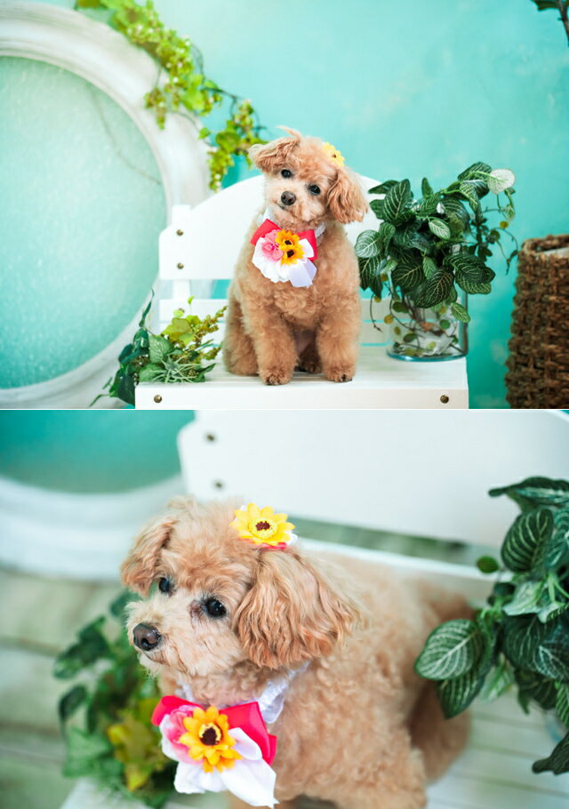 【クーポン配布中】犬 シュシュ アクセ キャンナナ ひまわりリボンシュシュ SS-Lサイズ 小型犬から中型犬 ヒマワリ 向日葵 フラワー 花