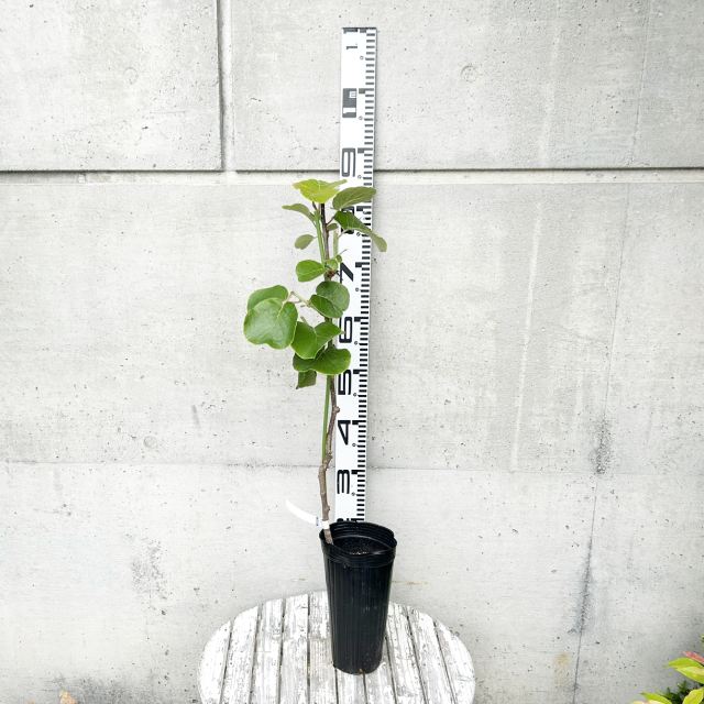 �ڥ������˥ǥ���°�ۥ��������᥹�ڡʻ�˥��åץ륭����(���ڡ�4��LL�ݥå�