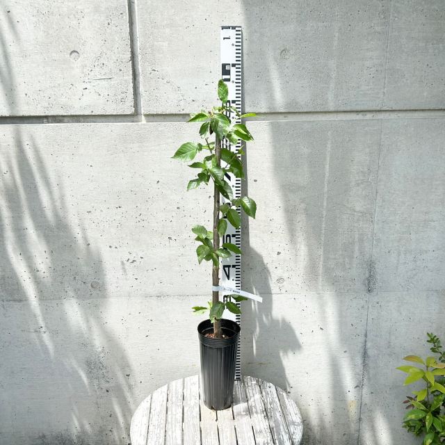 【サクラ属】さくらんぼ接木苗　暖地桜桃（ダンチオウトウ）4号LLポット