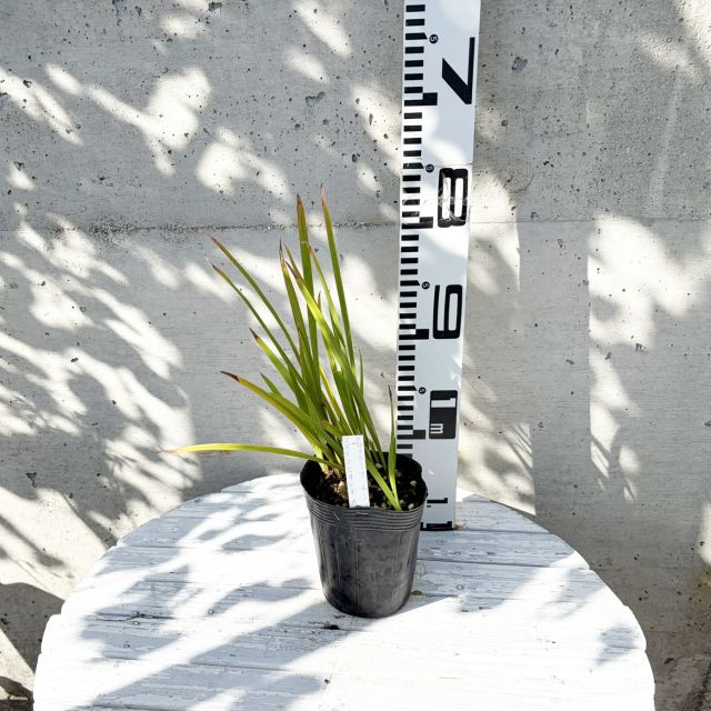 �ڥ��������ߥ�°�ۥ��������ߥ� �륷�ե���3.5��L�ݥåȡʥ������ҥ����������ۤξ�Į��