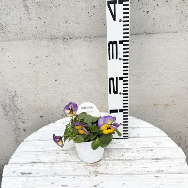 �ڥ��ߥ�°�ۥѥ󥸡��������ߤ�ࡼ��饤��3��ݥå�