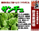 家庭菜園はじめませんか？サラダや焼肉用にあると便利な野菜です。野菜苗【チマサンチュ】3号ポット苗【3個】セット