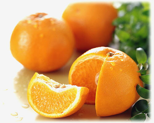 デコポンの妹です!プチプチ弾けるような甘い果肉がジューシー♪はるみお試しセット 約2kg