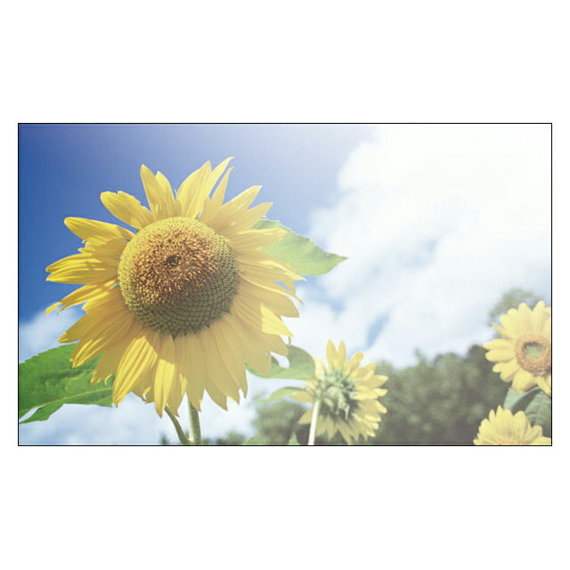 【DMM-048】20枚パック 夏 ひまわり 気軽に使える名刺サイズのメッセージカード デザインメッセージカードミニ ミニメッセージカード【メール便対応商品】