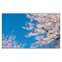 サンキューカード 感謝 春 桜 卒業 入学 合格祝い ぷちカード ありがとうカード おめでとうカード 名刺サイズ メッセージカード デザイン メッセージカード...