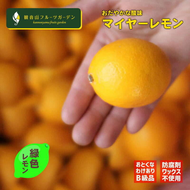 国産マイヤーレモン わけあり B級品 グリーン 3kg 皮まで安心の国産マイヤーレモン 和歌山 観音山フルーツガーデン 送料無料のサムネイル