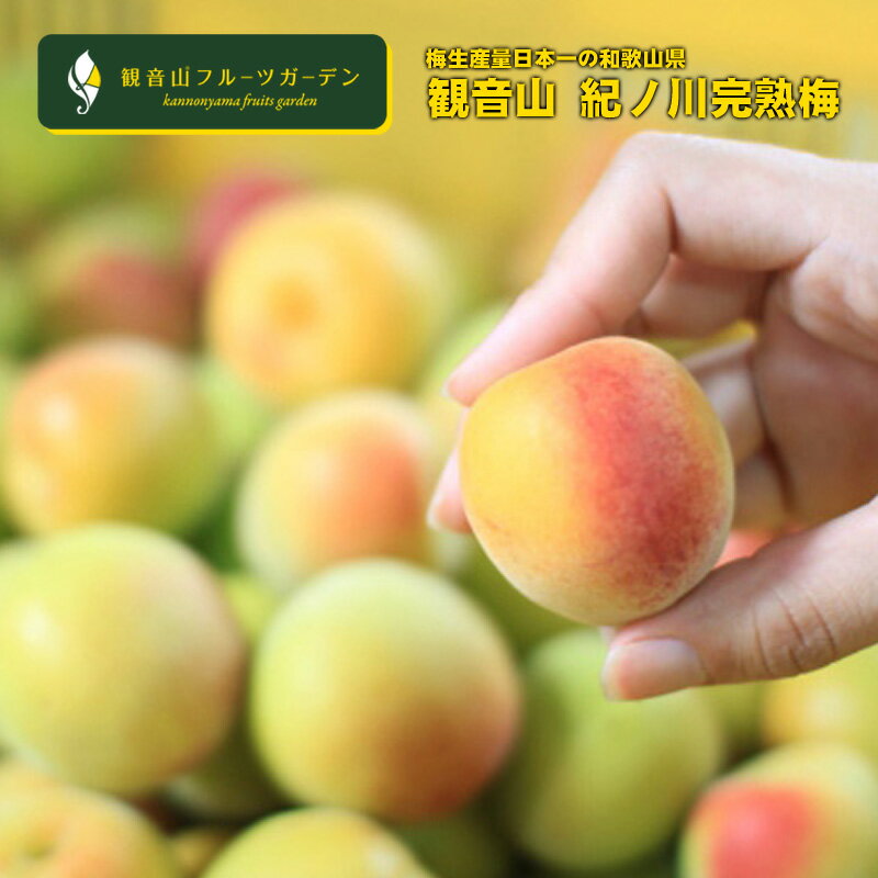 紀ノ川梅 完熟オレンジ梅 B級 5kg 和歌山 観音山フルーツガーデン 送料無料