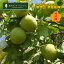 無農薬無肥料の梅 5kg 完熟梅 和歌山 観音山フルーツガーデン 送料無料