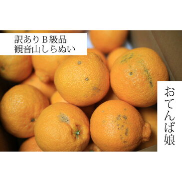 和歌山 観音山デコポン しらぬい おてんば娘 訳ありB級品 10kg 観音山フルーツガーデン