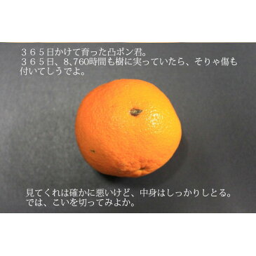 和歌山 観音山デコポン しらぬい おてんば娘 訳ありB級品 10kg 観音山フルーツガーデン