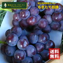 巨峰 紀の川市の豊熟巨峰 2房 和歌山 観音山フルーツガーデン 送料無料