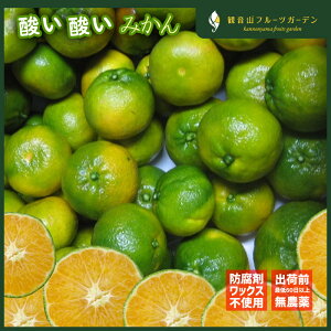 和歌山 観音山みかん 酸い酸い青みかん 1kg A級 和歌山県産みかん 観音山フルーツガーデン 送料無料