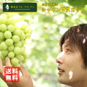 ぶどう王子のシャインマスカット 1房 (900g以上の大房) 和歌山 観音山フルーツガーデン 送料無料
